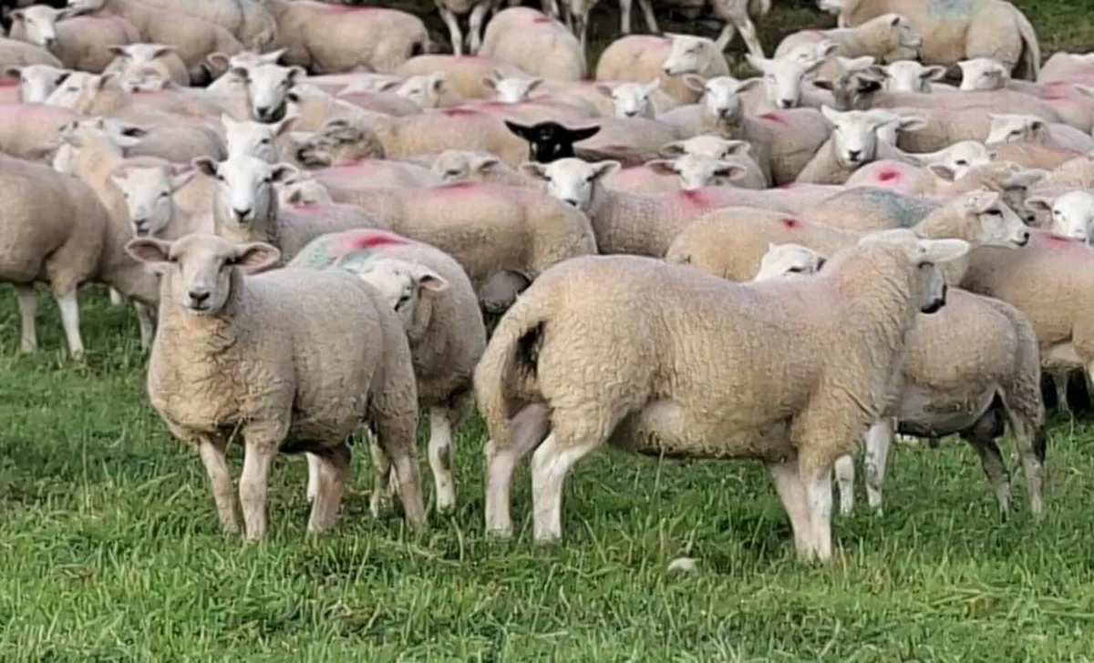 Store Lambs - Image 1
