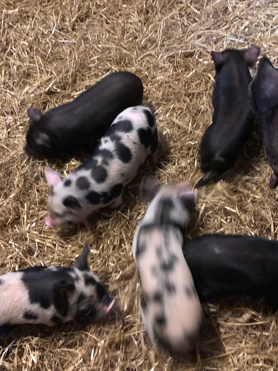Pigs - Image 1