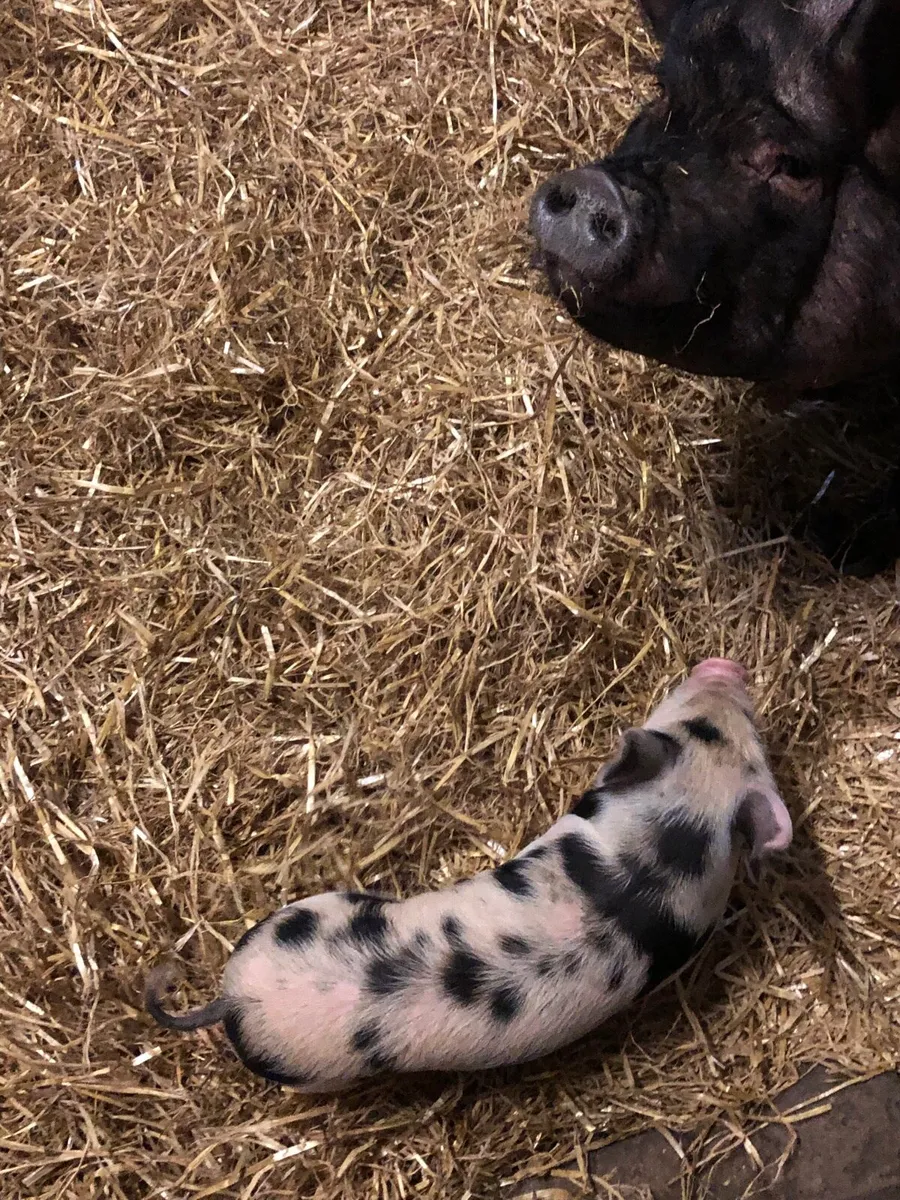 Pigs - Image 2