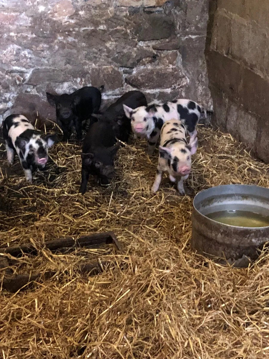 Pigs - Image 3