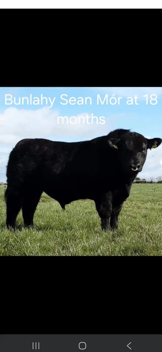 Mature Quality 5 star Purebred Angus Bull - Image 4