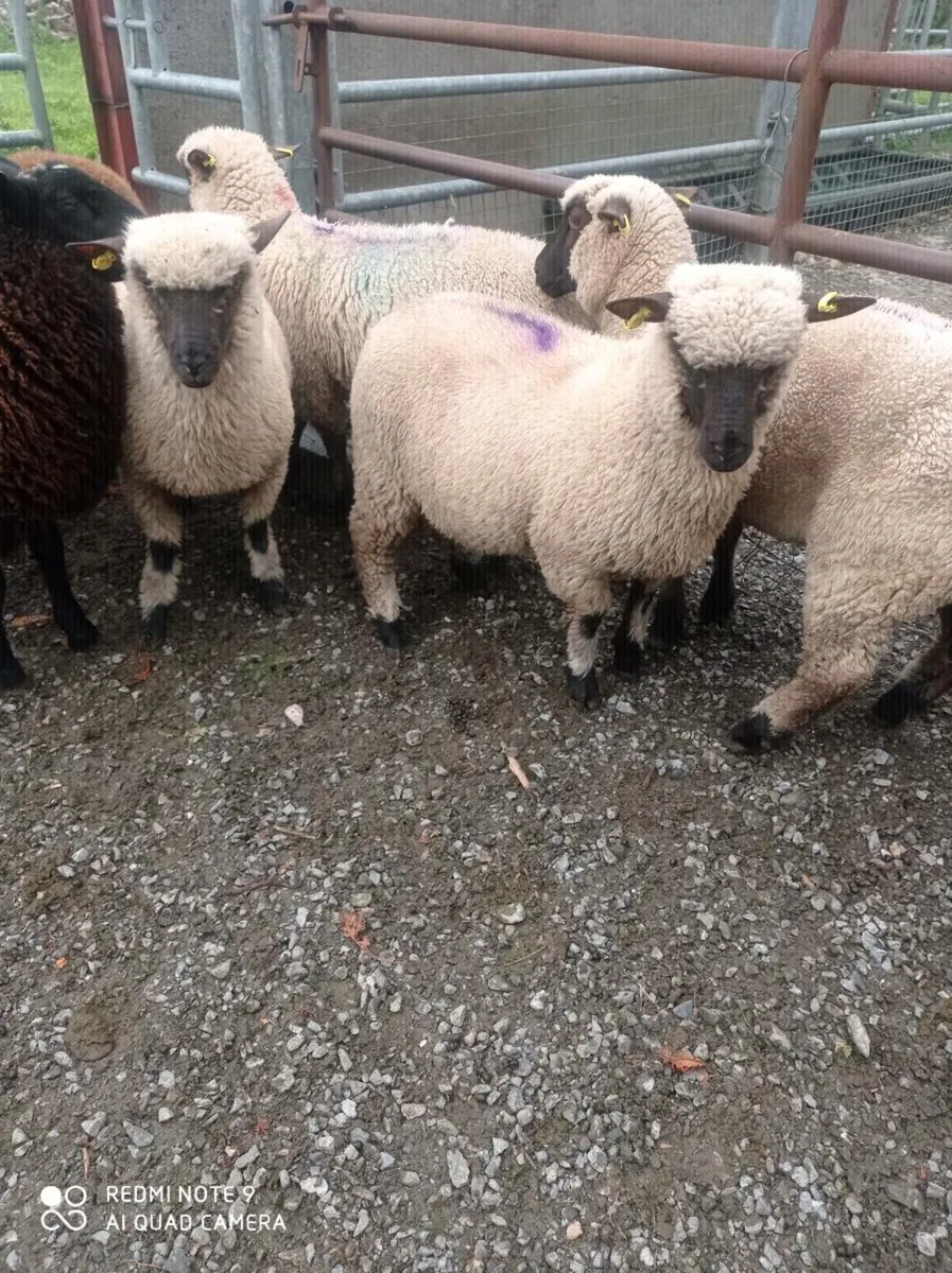 Dutch Spotted Ewe Lambs - Image 2