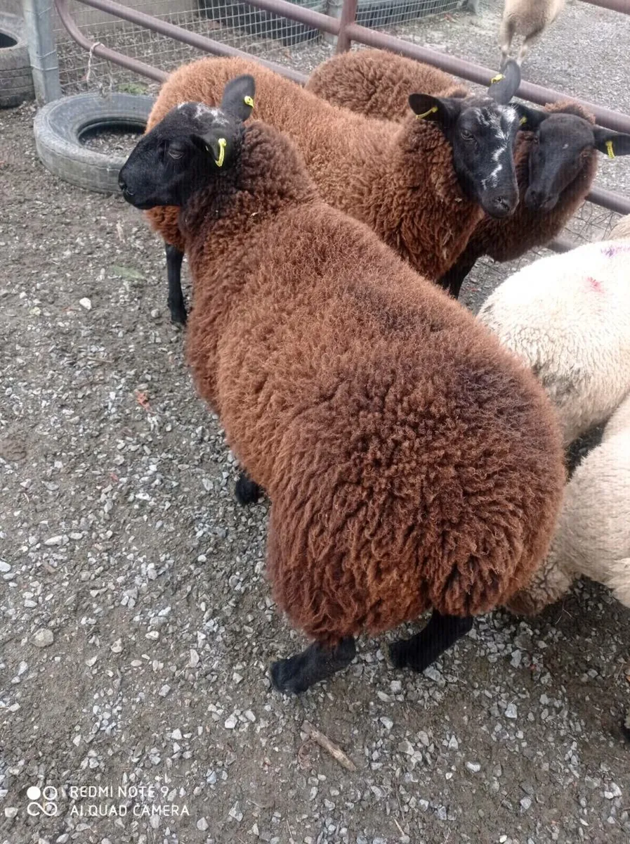 Dutch Spotted Ewe Lambs - Image 3