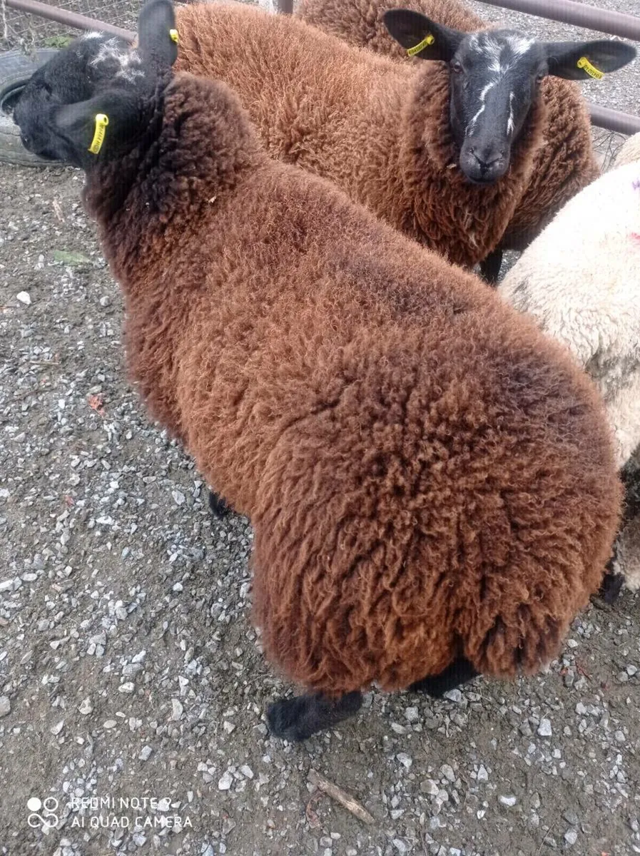 Dutch Spotted Ewe Lambs - Image 4