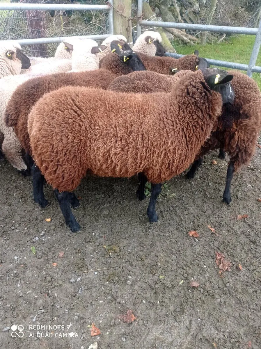 Dutch Spotted Ewe Lambs - Image 1