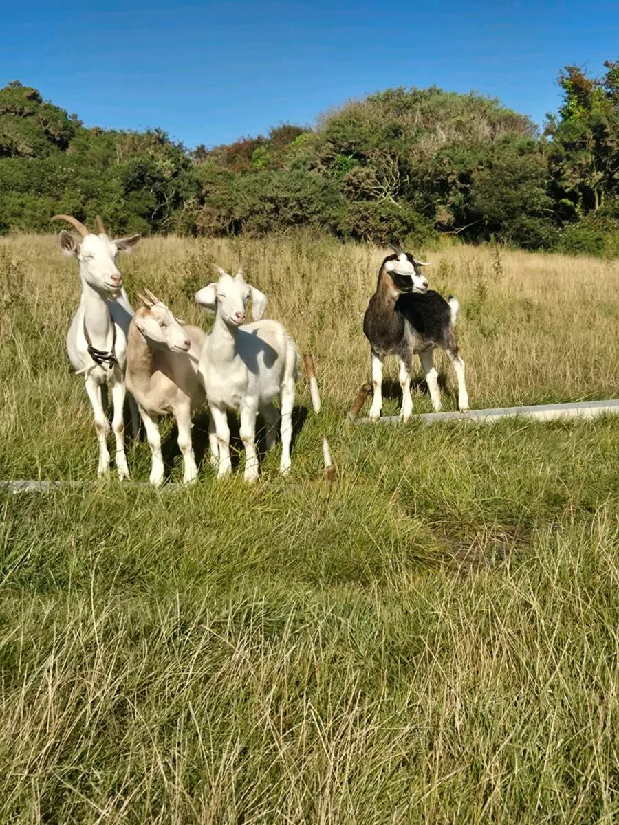 Goats - Image 1