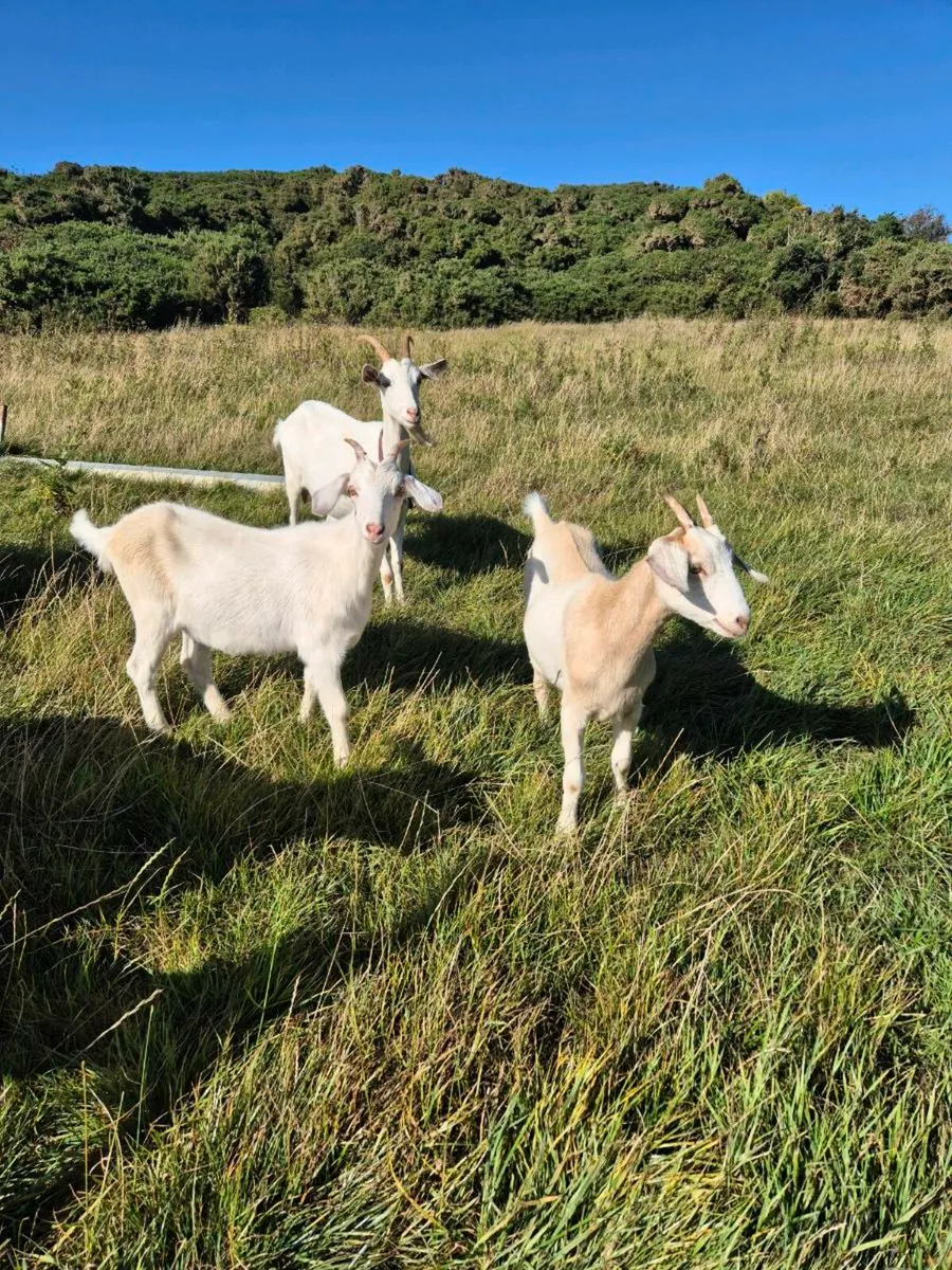 Goats - Image 2