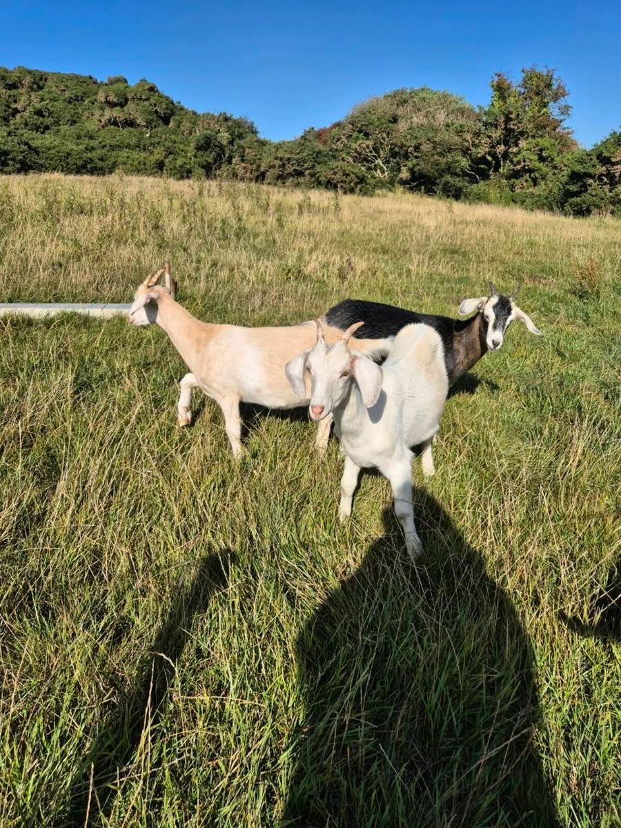 Goats - Image 3