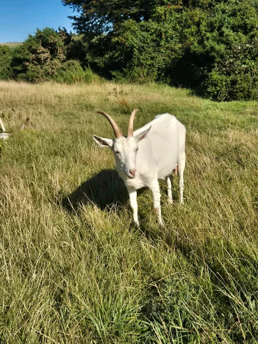 Goats - Image 4