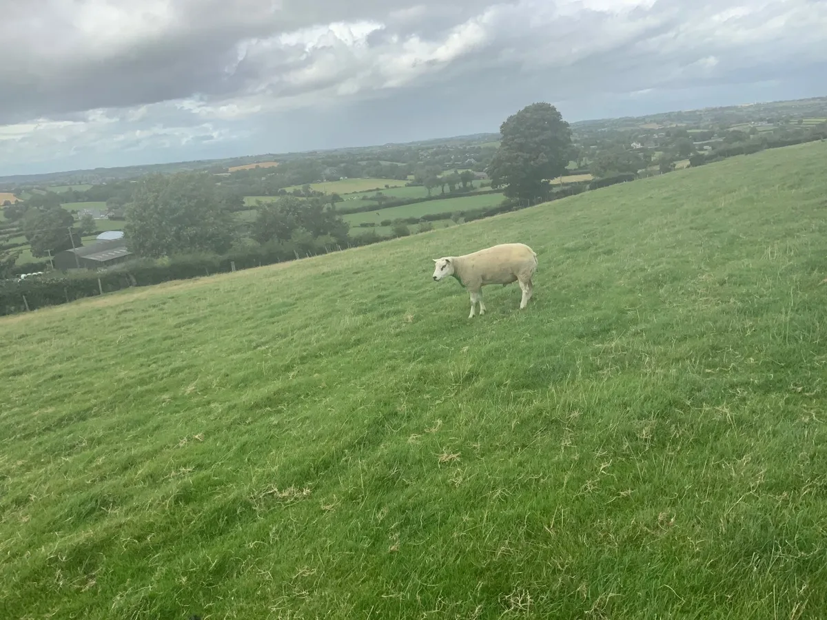Belted Ram