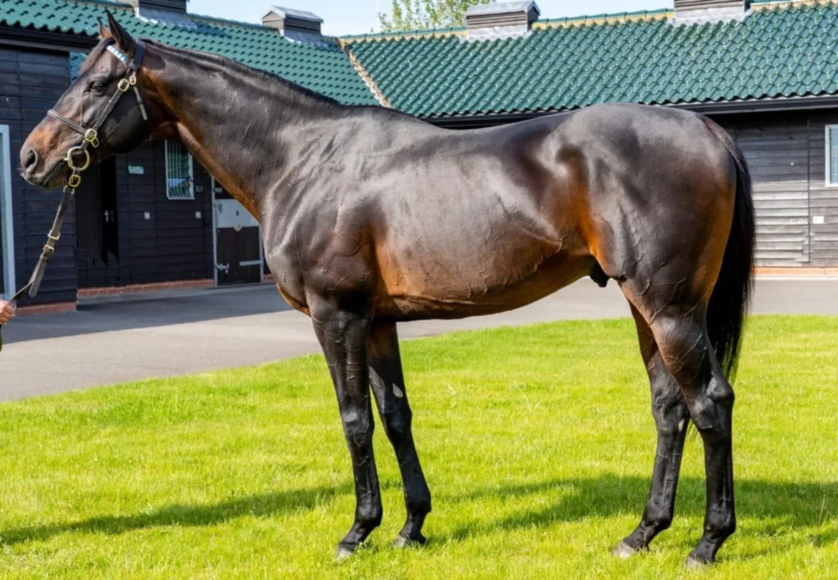 Yearling Thoroughbred Filly - Image 2