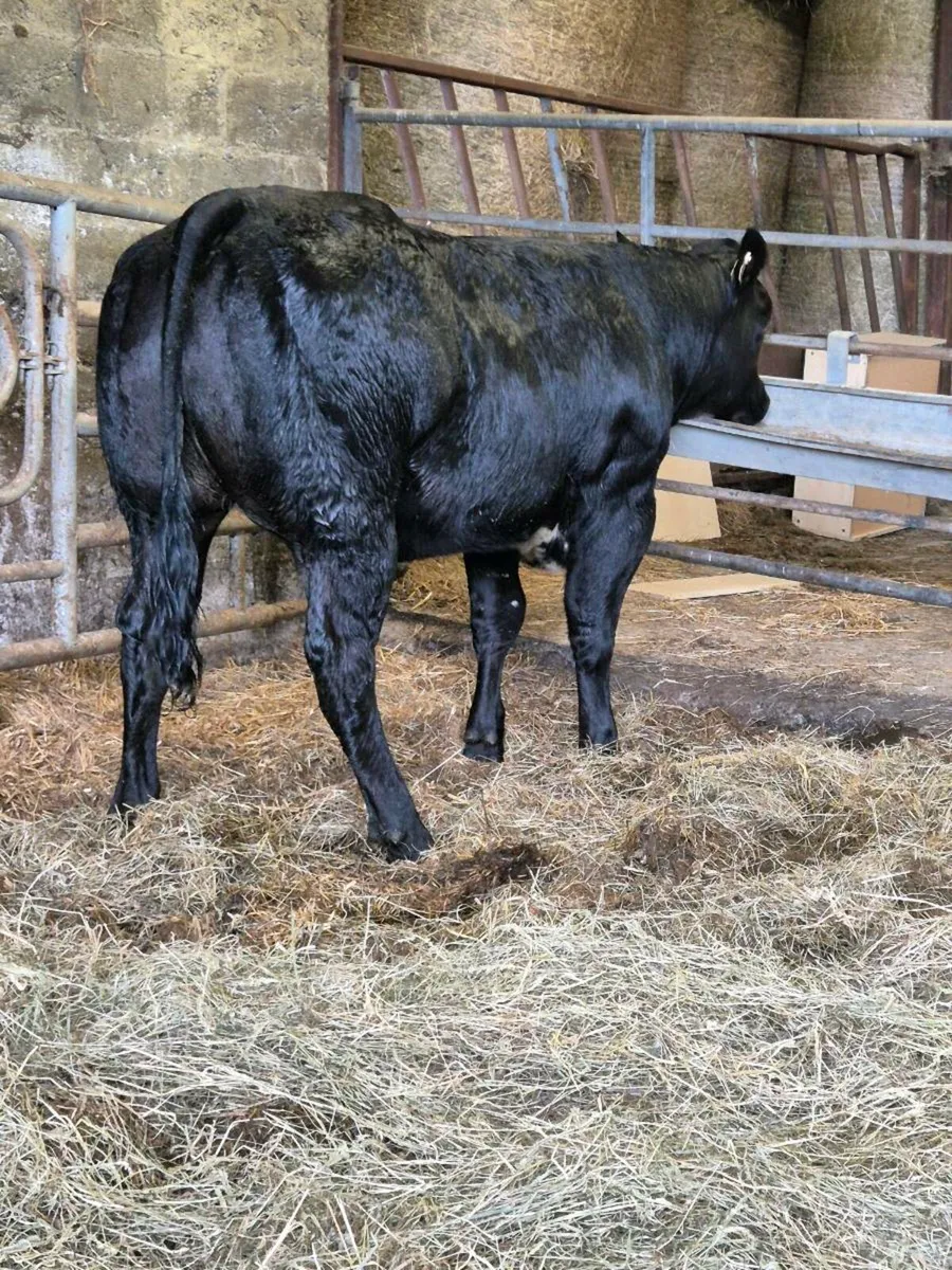 Heifers for gvm tullamore 1st of September - Image 2