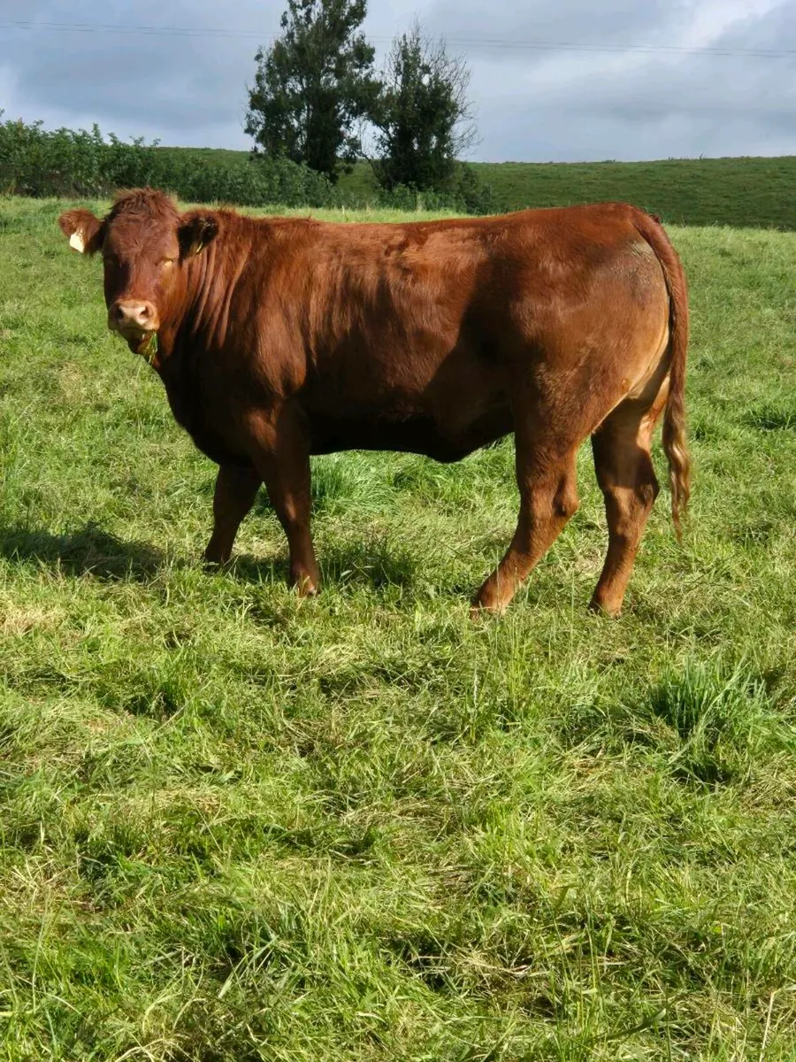 Heifers for gvm tullamore 1st of September - Image 4