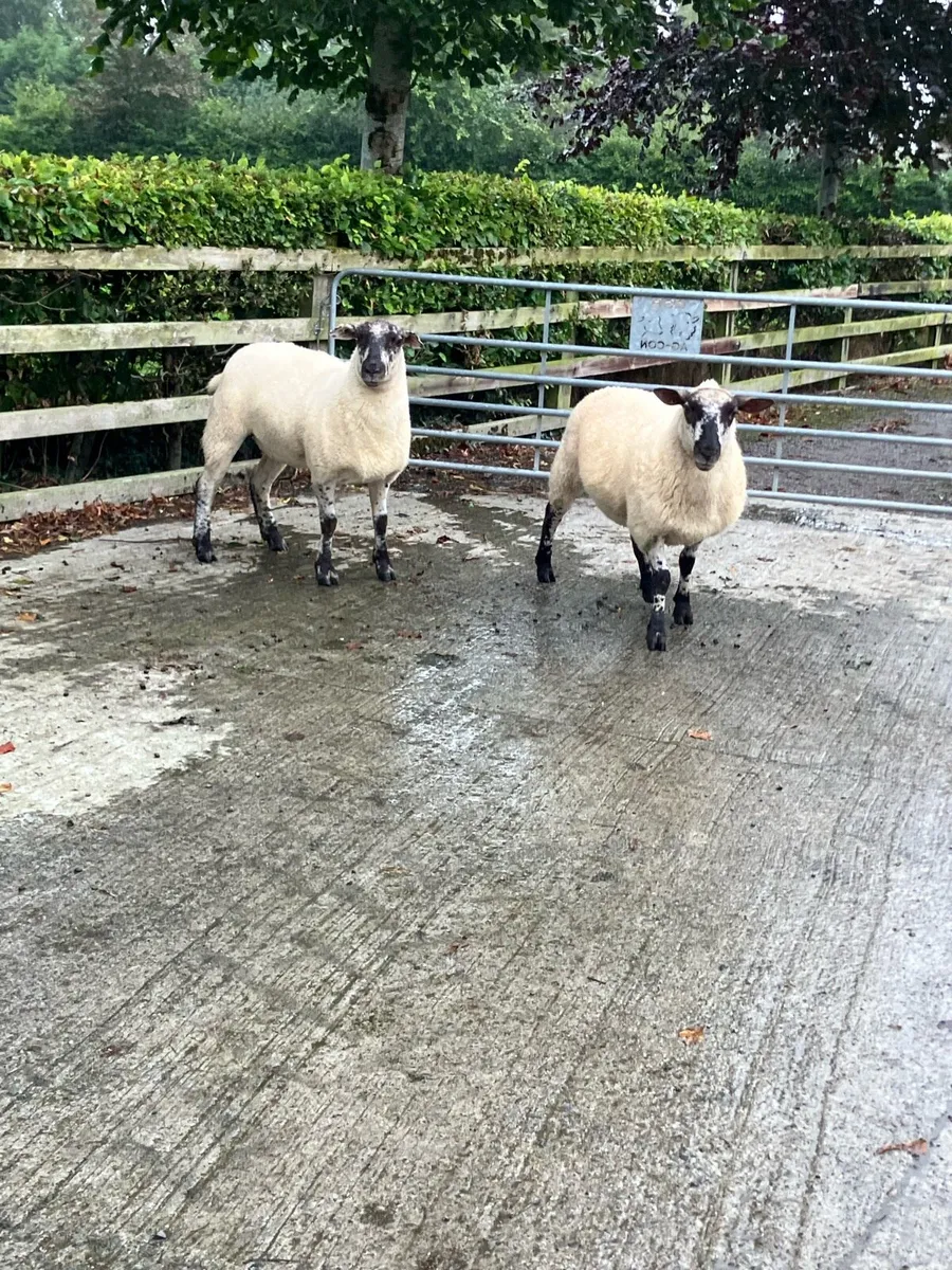 Hogget ewes - Image 4
