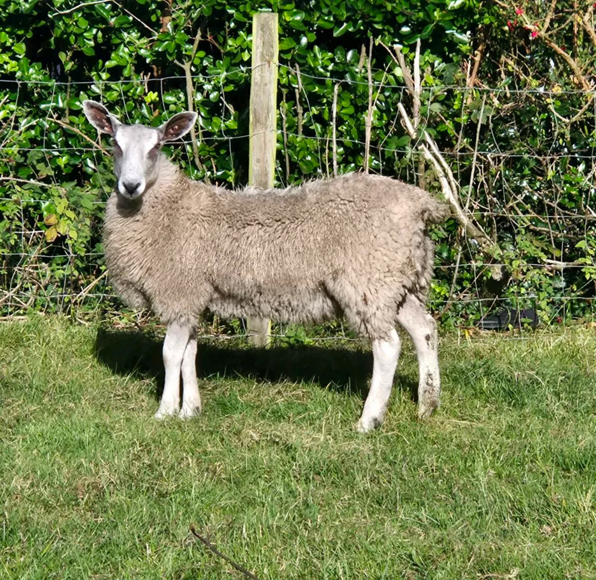 Sheep - Image 1