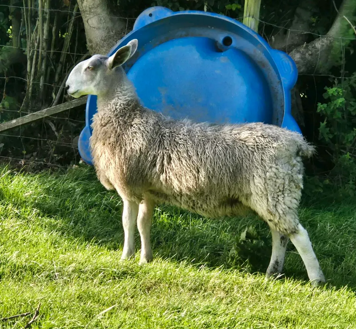 Sheep - Image 2