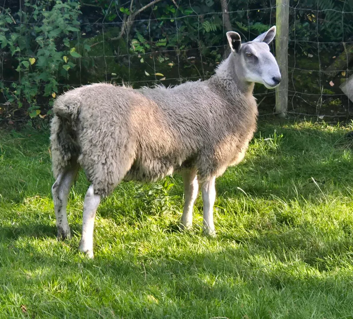 Sheep - Image 3
