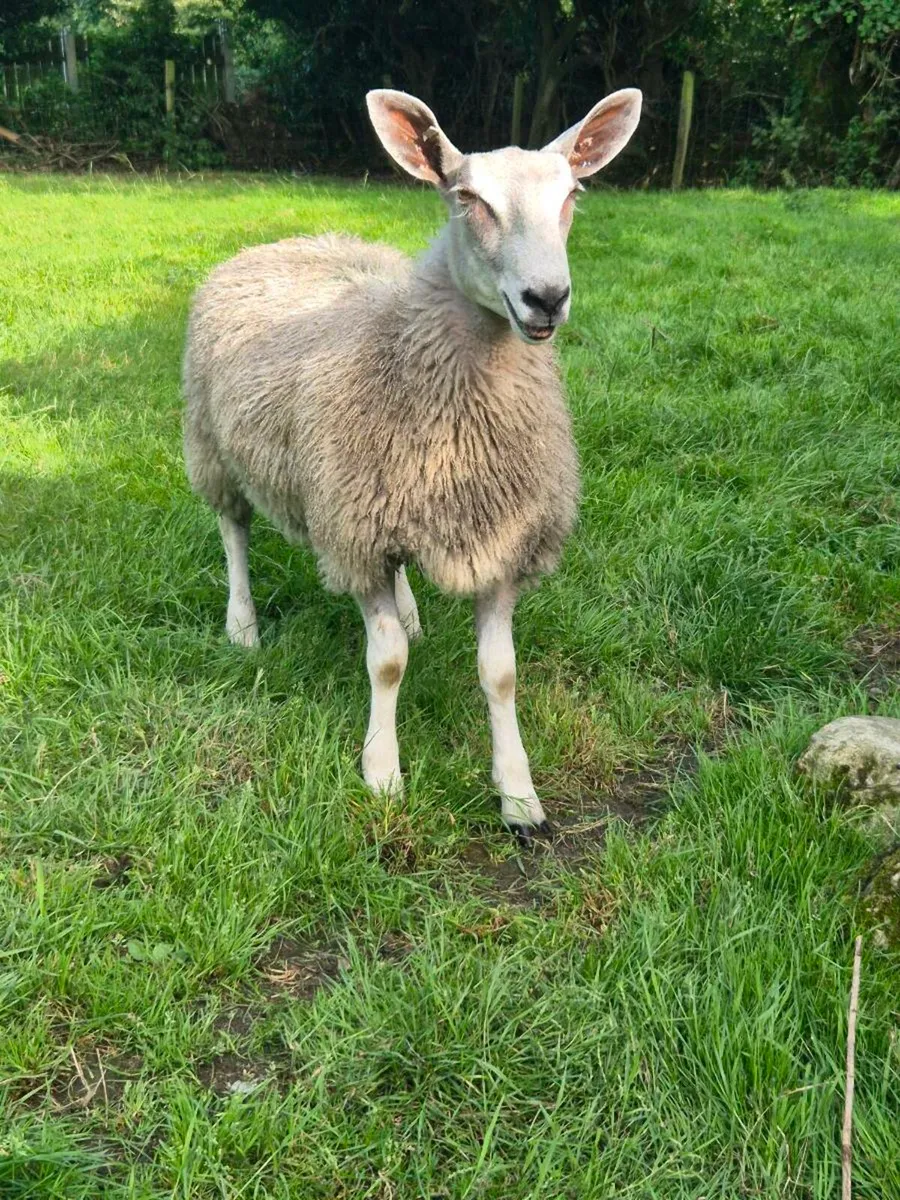 Sheep - Image 4