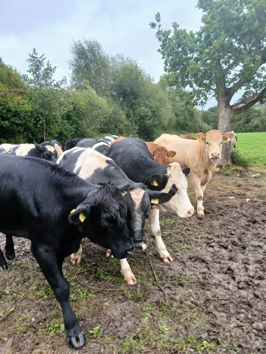Spring 2024 Cattle- Bullocks and Heifers - Image 1