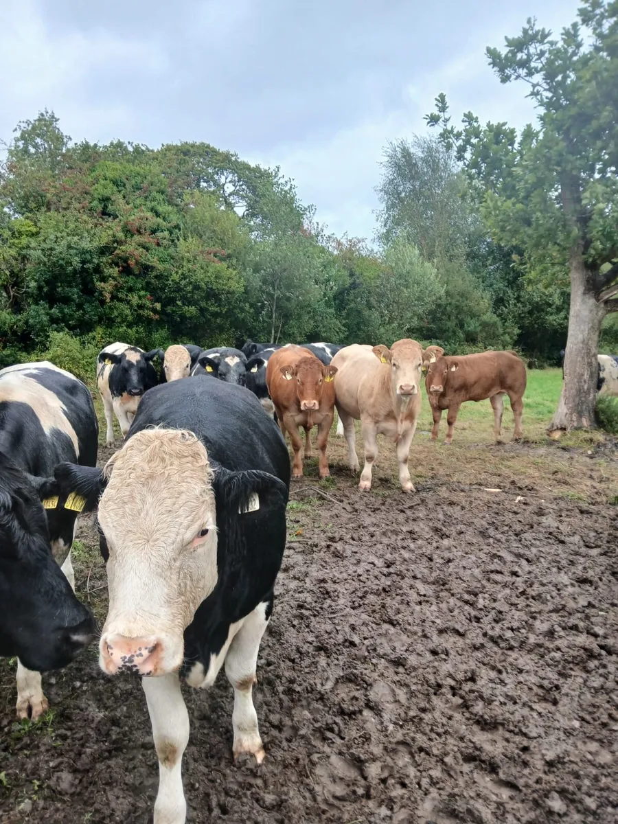 Spring 2024 Cattle- Bullocks and Heifers - Image 3