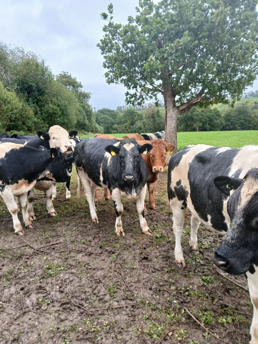 Spring 2024 Cattle- Bullocks and Heifers - Image 4
