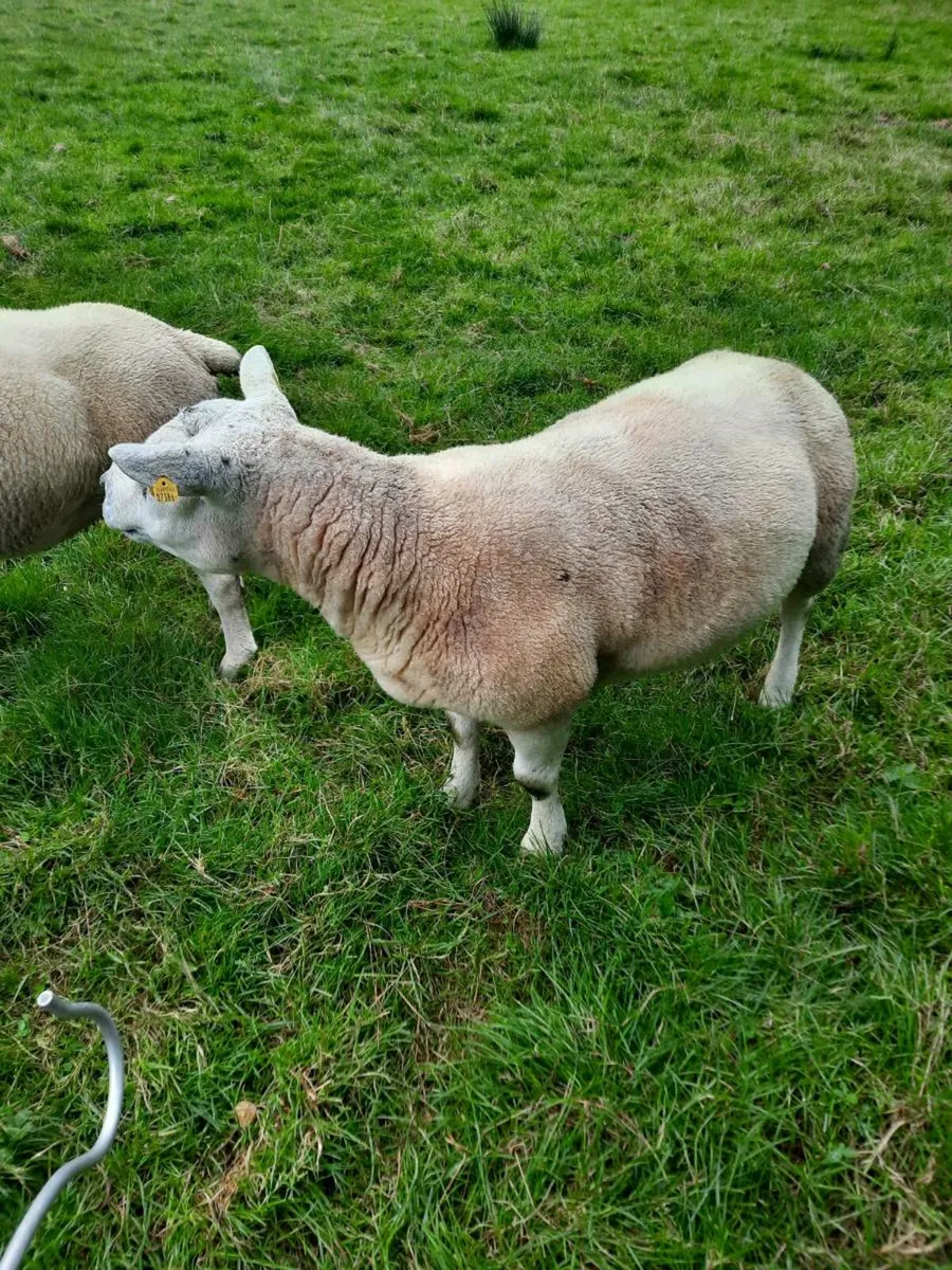 PB Texel Ram - Image 2