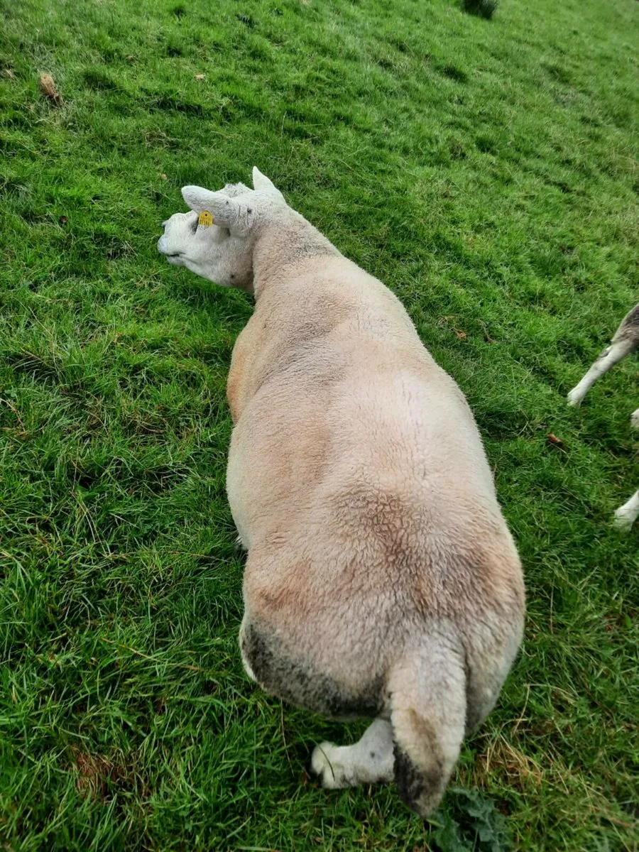 PB Texel Ram - Image 1