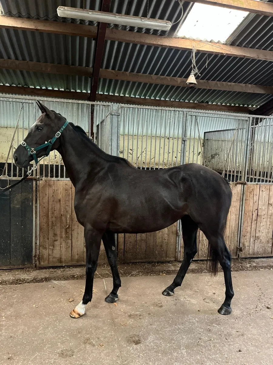Tb 3yo wings of eagles filly - Image 2