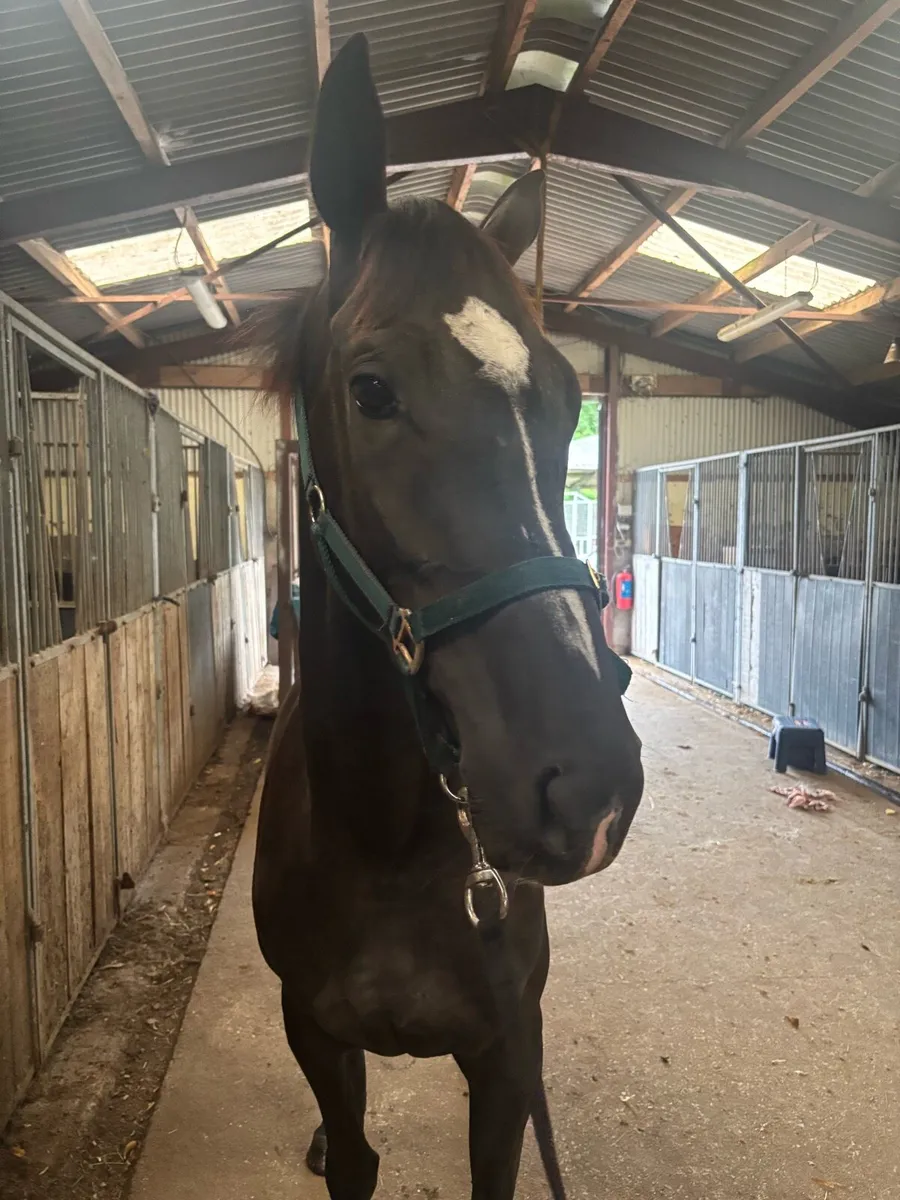 Tb 3yo wings of eagles filly - Image 3