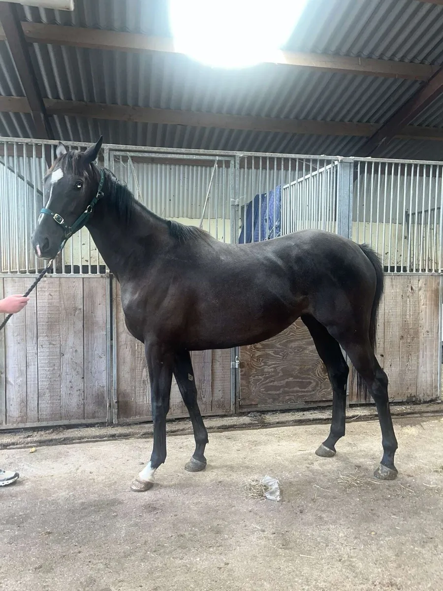 Tb 3yo wings of eagles filly - Image 1