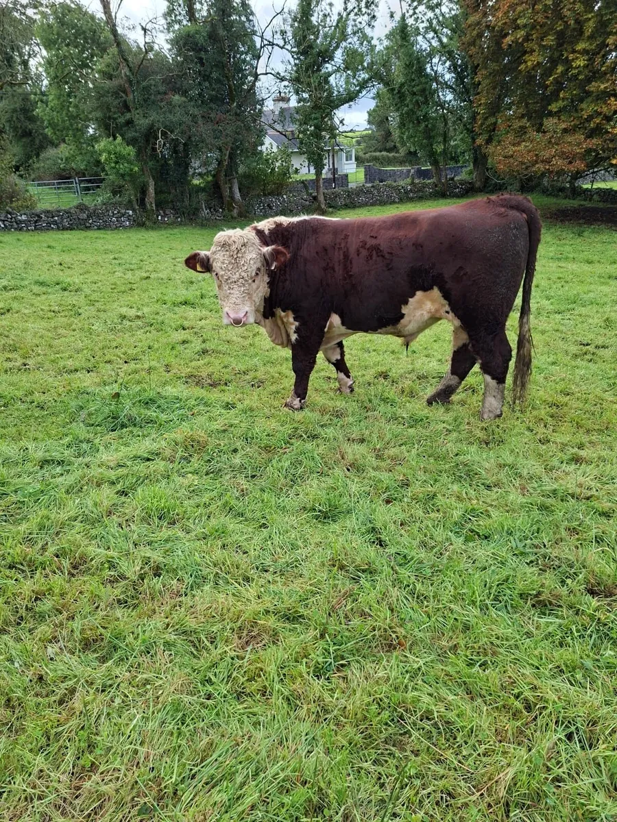 Purebred Hereford bull - Image 1