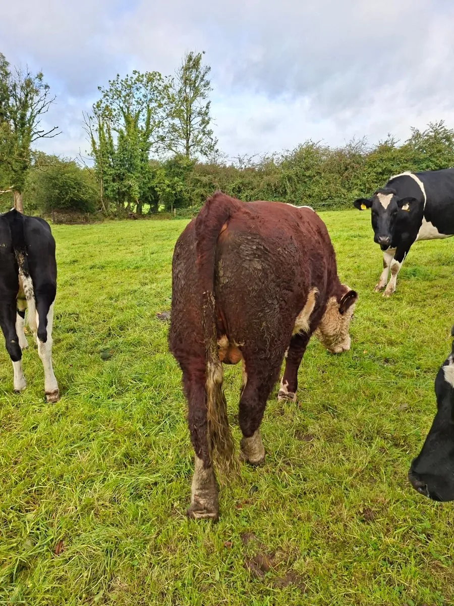 Purebred Hereford bull - Image 2