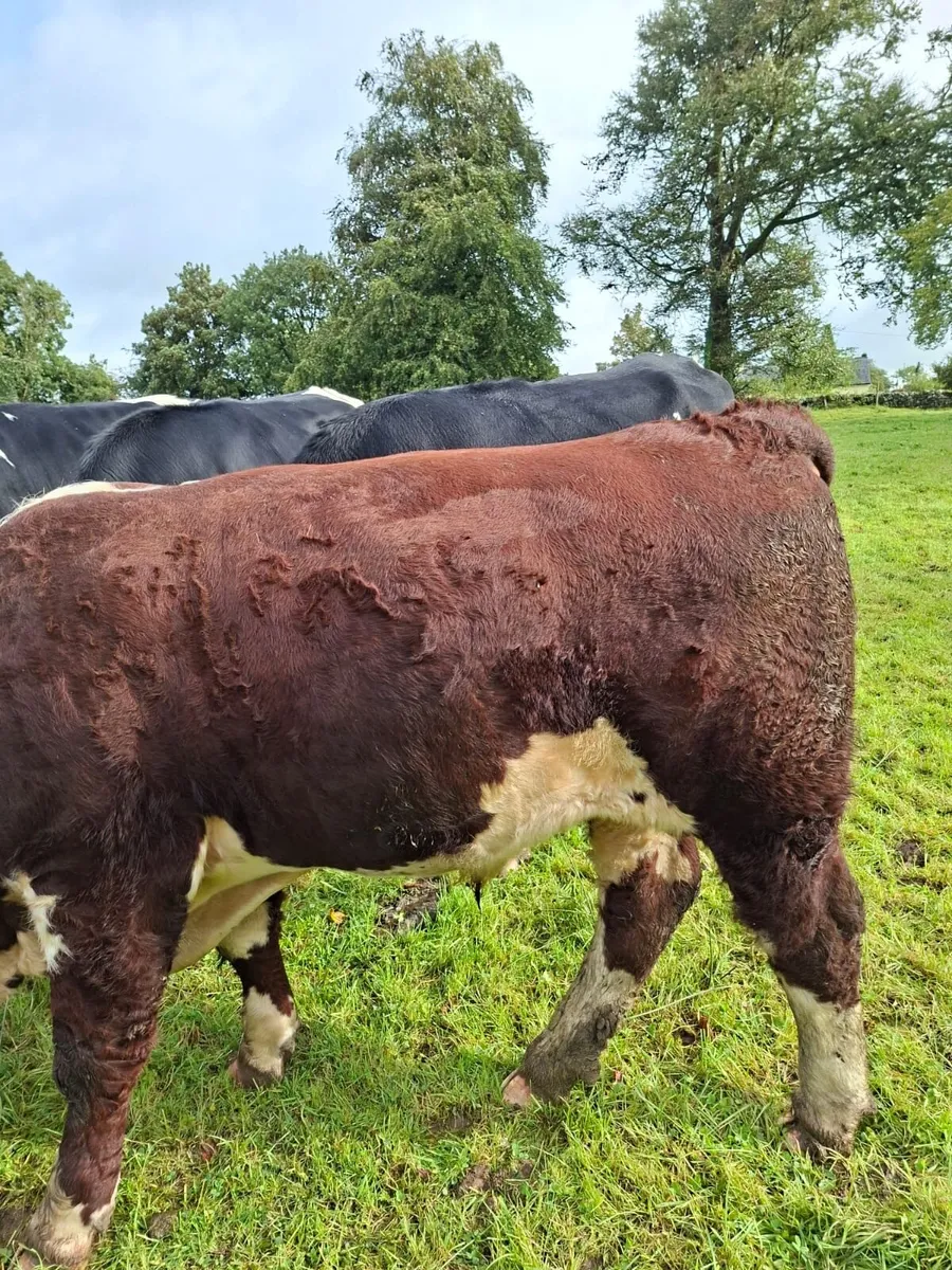Purebred Hereford bull - Image 3