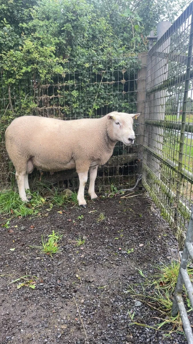 Hogget Texel ram - Image 1