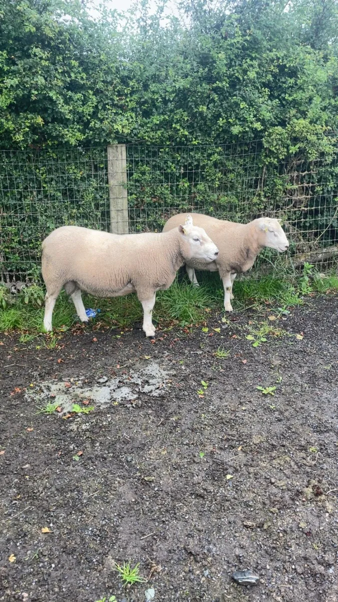 Hogget Texel ram - Image 2