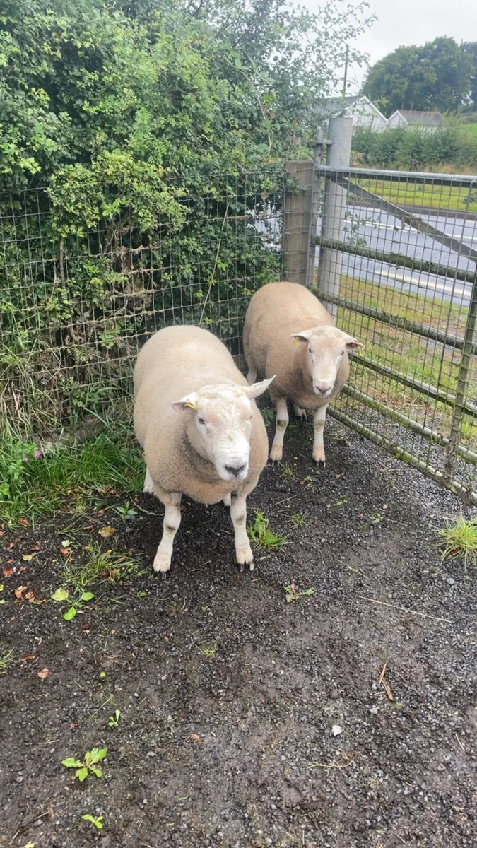 Hogget Texel ram - Image 3