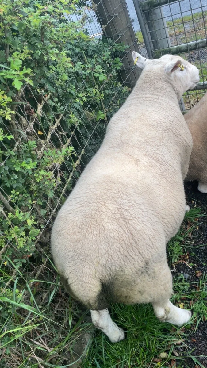 Hogget Texel ram - Image 4