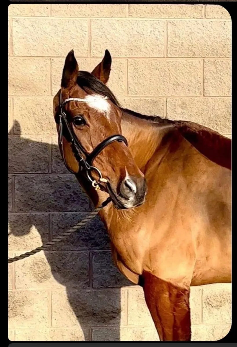Exceptional Allrounder - Image 1