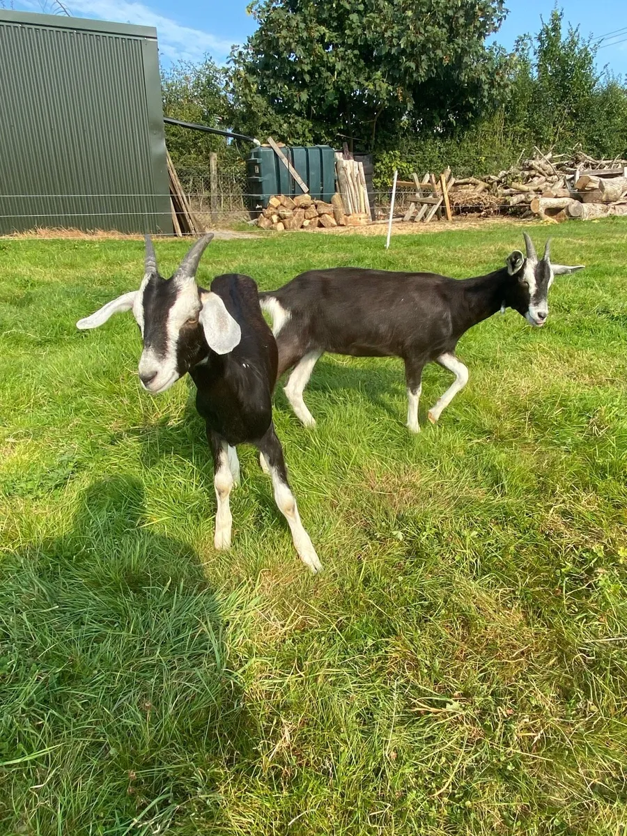 Selection of goats for sale - Image 1