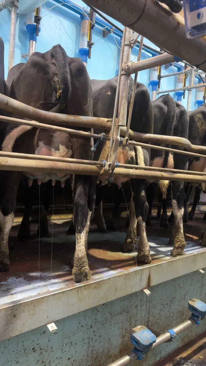 Dairy production sale of 100 freshly calved heifer - Image 1