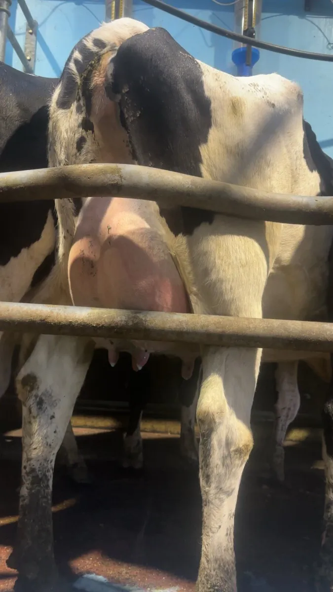 Dairy production sale of 100 freshly calved heifer - Image 2