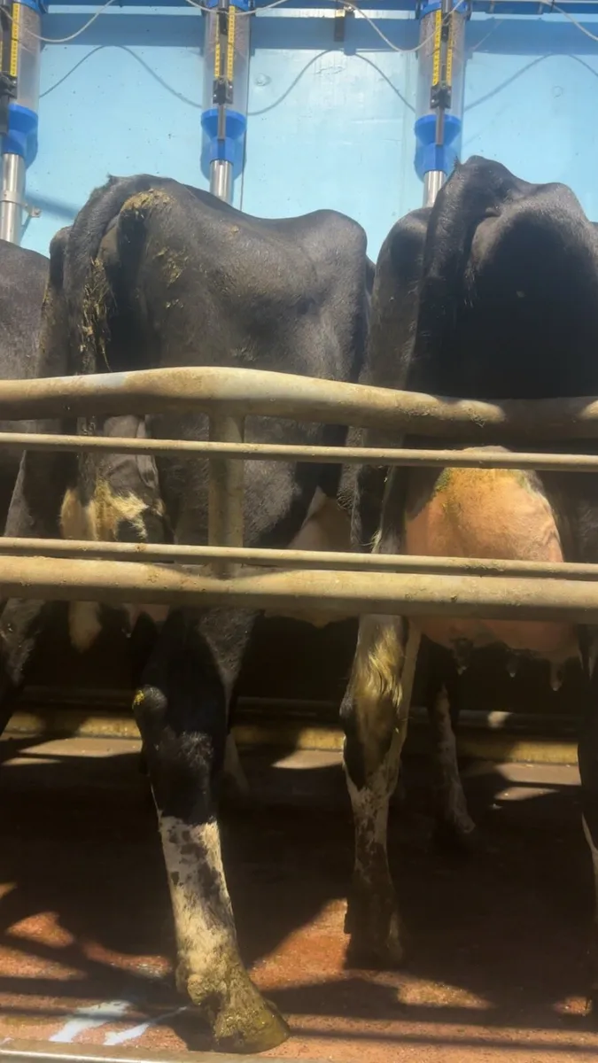 Dairy production sale of 100 freshly calved heifer - Image 3