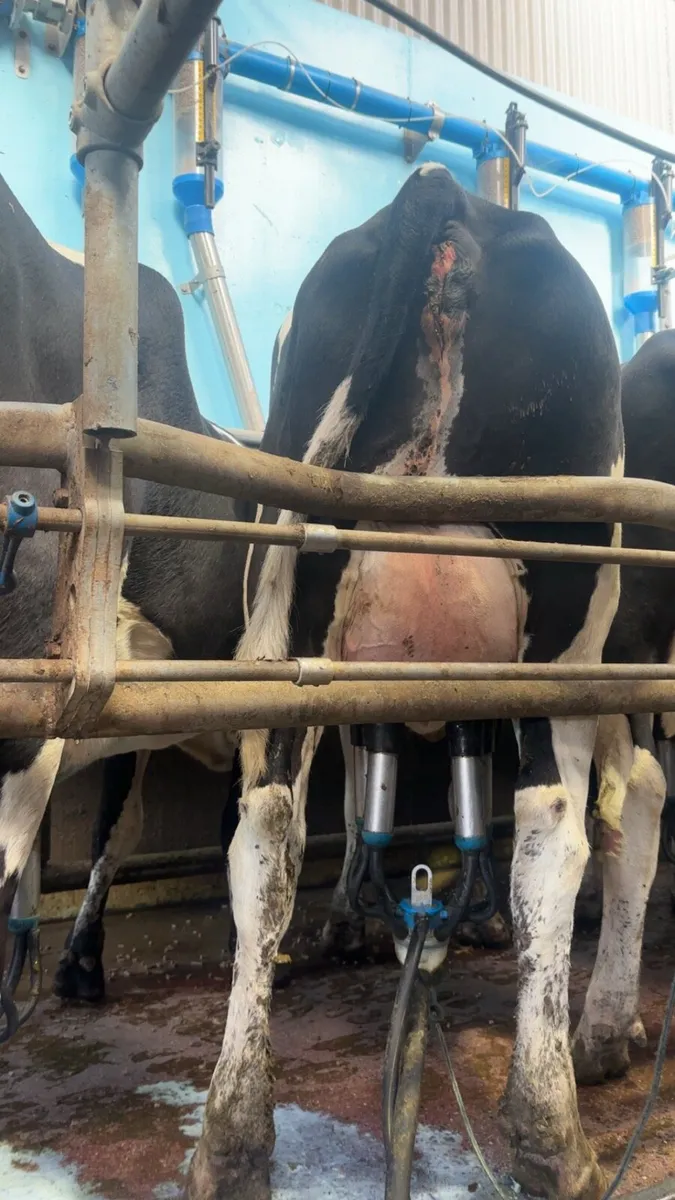 Dairy production sale of 100 freshly calved heifer - Image 4