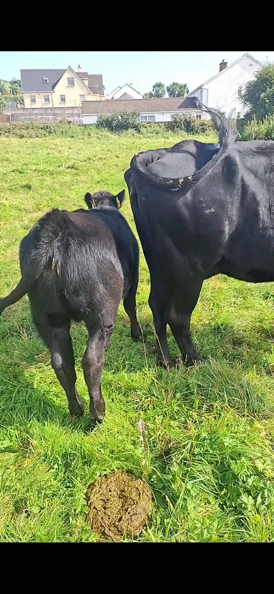 Aberdeen Angus Full Symbol Organic cow and calf - Image 1
