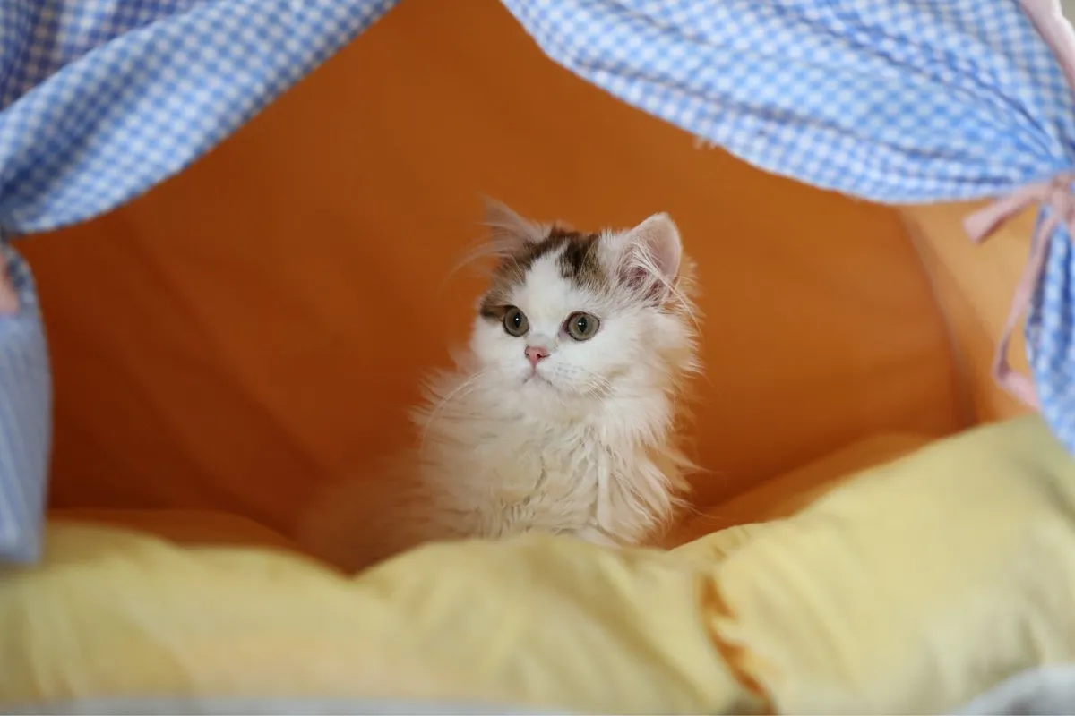 Beautiful Purebreed British longhair female kitten - Image 1