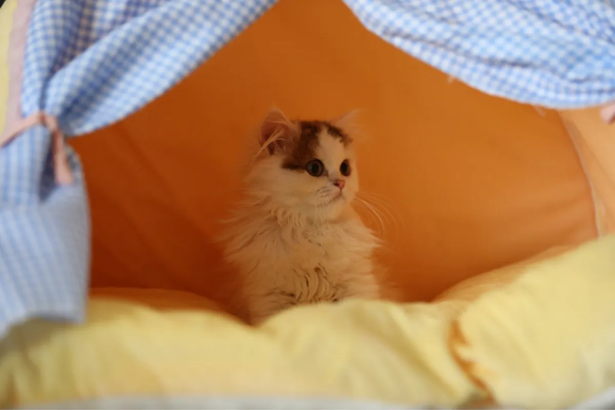 Beautiful Purebreed British longhair female kitten - Image 3