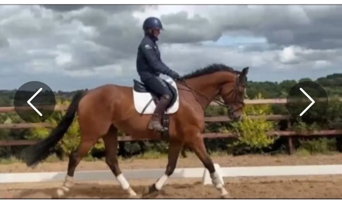 Exceptional Allrounder - Image 2