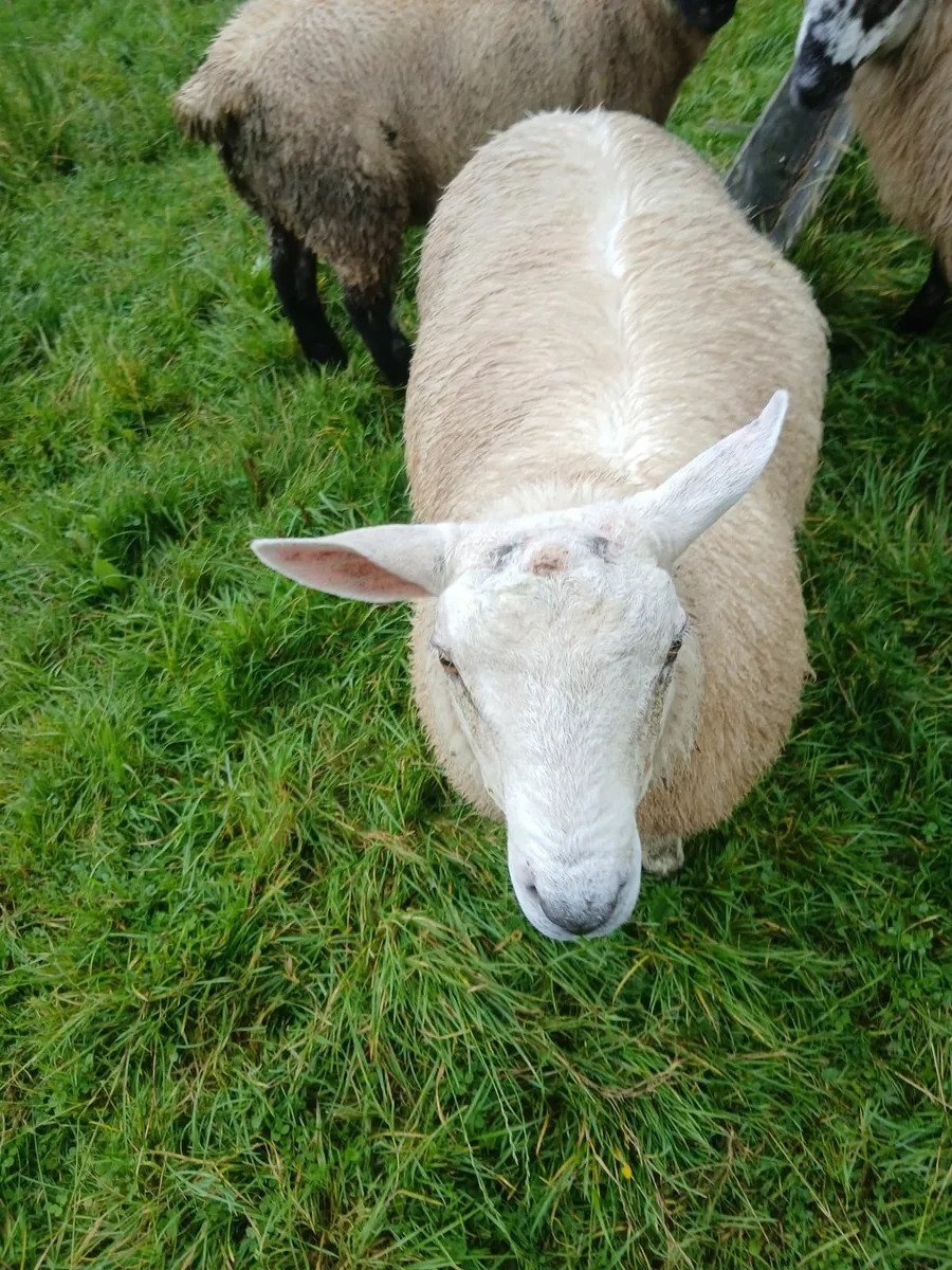 2 ram lambs - Image 1