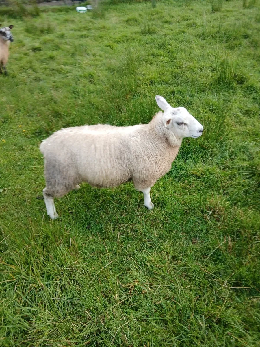2 ram lambs - Image 2