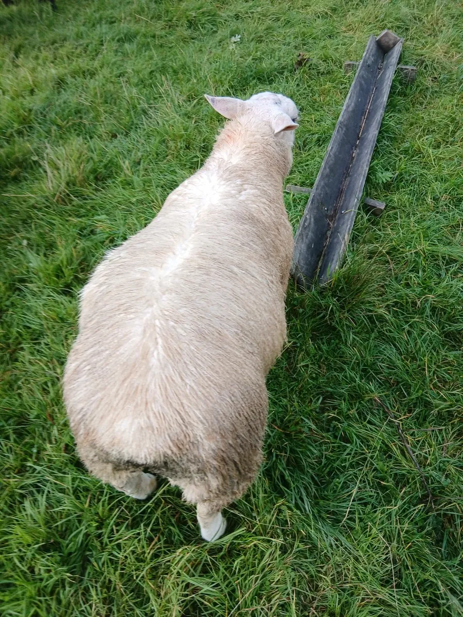 2 ram lambs - Image 3